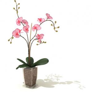 粉红色蝴蝶兰盆栽植物