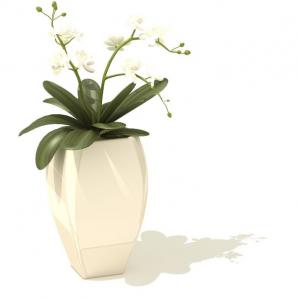 君子兰盆栽植物