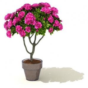 紫红色康乃馨盆栽花卉