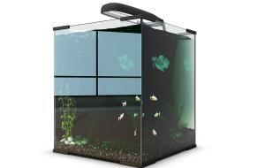 顶部有灯的鱼缸