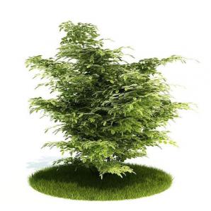 形似枫杨树的灌木绿植