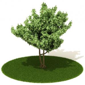 双株金边黄杨树 灌木绿植