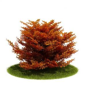 形似红乌桕的橙红色灌木植物