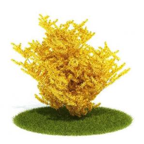 金黄色树叶、落地长灌木植物