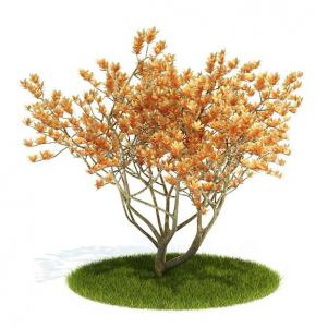 叶子橙黄色、朝上长的景观树木