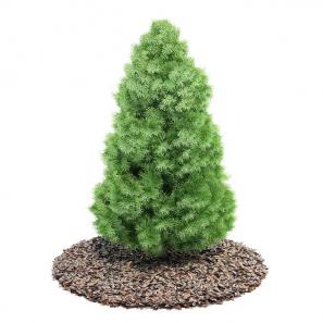 形似北京桧柏树木的灌木绿植