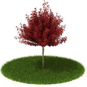 红色紫叶李树 景观树