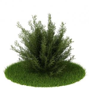 茵陈蒿灌木植物