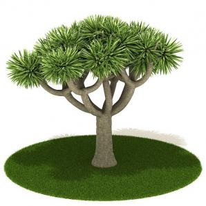 球状针尖叶松树