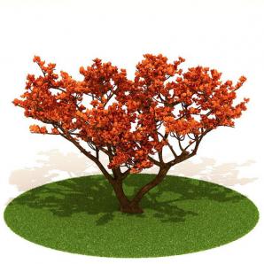 橙红色树叶、形似槭叶瓶干树的景观树