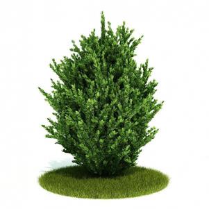 形似大叶黄杨的灌木绿植