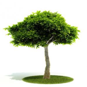 先端尖茂密低矮树 景观树木