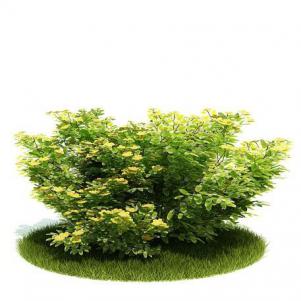 黄绿色、先端尖叶子的灌木绿植