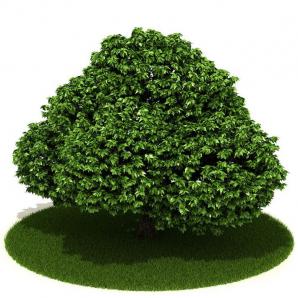 形似大叶黄杨球的灌木绿植