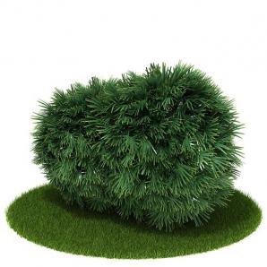 像棕竹的球形灌木绿植