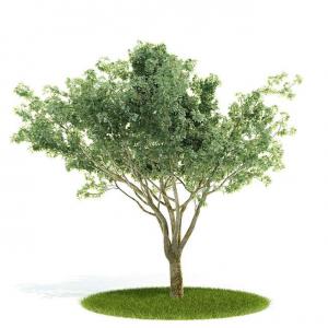 近似菱形状树叶景观树木 乔木