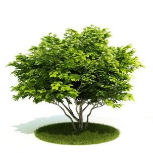 多株长、心形叶灌木绿植