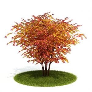 近似羽状复叶的橙黄色灌木植物