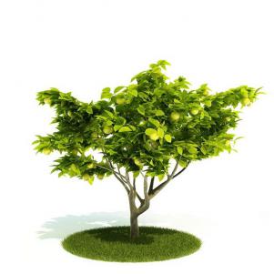 矮小、多枝的景观果树 乔木