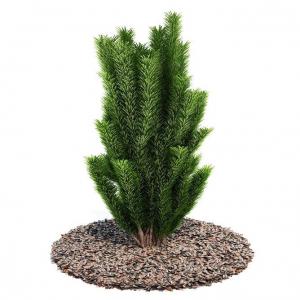 多株、羽状复叶的灌木绿植