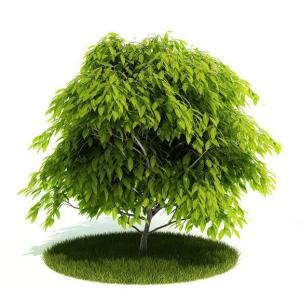 低矮、多枝下垂灌木绿植