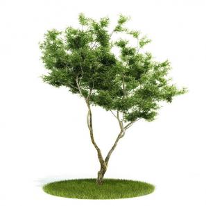 两只分叉弯曲向上的景观树木 乔木