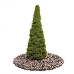 尖锥体状、小细叶灌木绿植