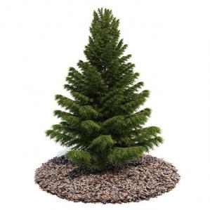 形似雪松树的景观树木 乔木