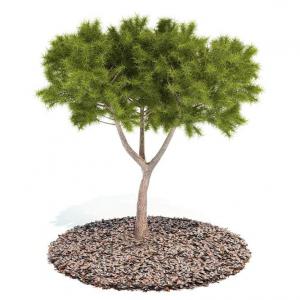 蓬莱松景观树木 乔木