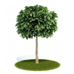 高枝干球形灌木绿植