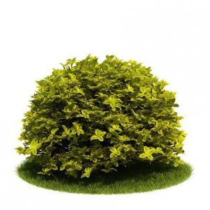 金边、先端尖叶状灌木绿植