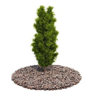 能看到主干的刺柏灌木绿植