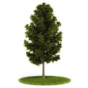 倒披针形叶、主干明显的景观树木 乔木