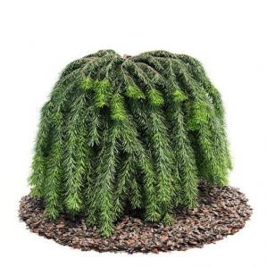 多回羽状复叶、叶子下垂的灌木绿植