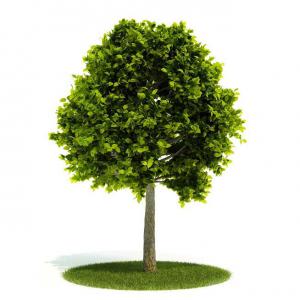 叶子先端尖的高干景观树木 乔木