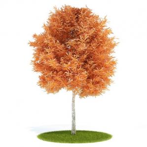 橙黄色、针叶、高干球形景观树木 乔木