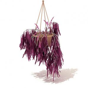 紫红色条叶吊篮植物