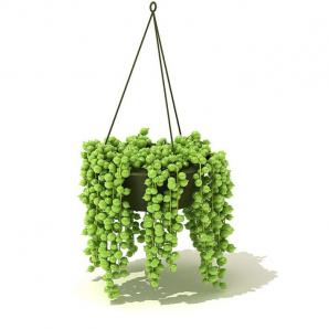翡翠珠吊篮植物