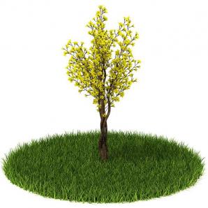 多株扭曲生长的黄花灌木