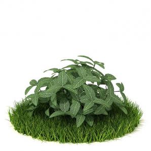 网纹草花草绿植