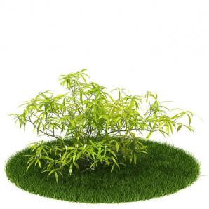 风车草灌木植物