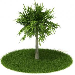 竹节蓼灌木绿植