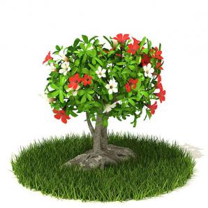 形似六出花树的灌木花卉