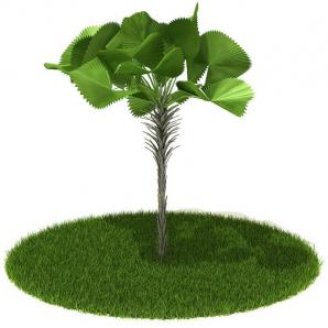 像棕榈的扇叶灌木绿植