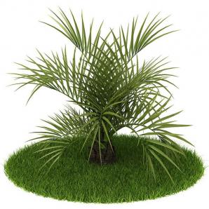 多株形似散尾葵的灌木植物