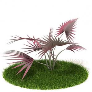 像朱蕉的红色灌木植物