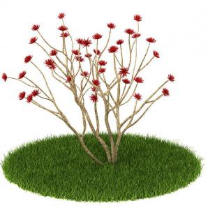 红色刺桐花灌木花卉