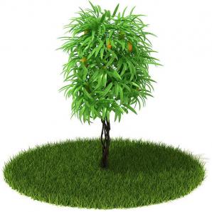 像黄花夹竹桃的灌木绿植