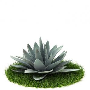 地长芦荟花草绿植