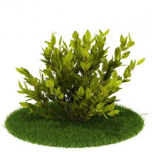 金叶女贞灌木绿植